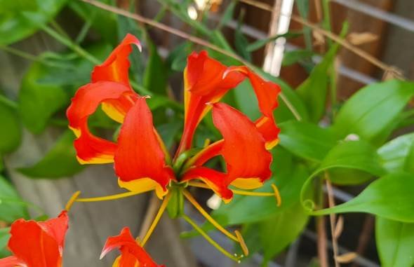 Gloriosa superba flower showing bent style